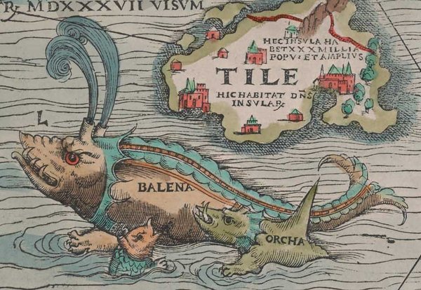 Balena-orchas-2_jpg_600x650_q85